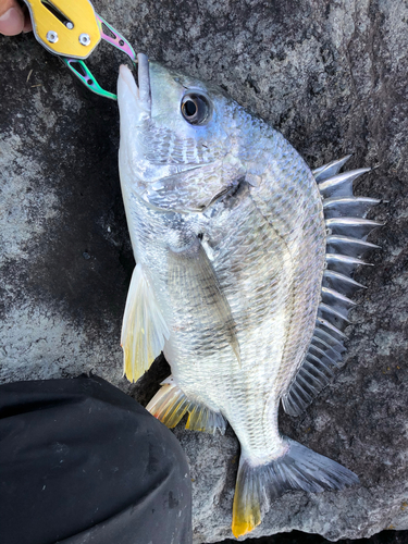 キビレの釣果