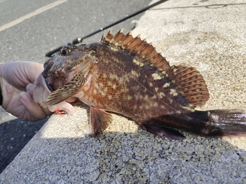 アラカブの釣果