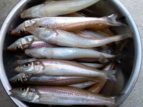 キスの釣果