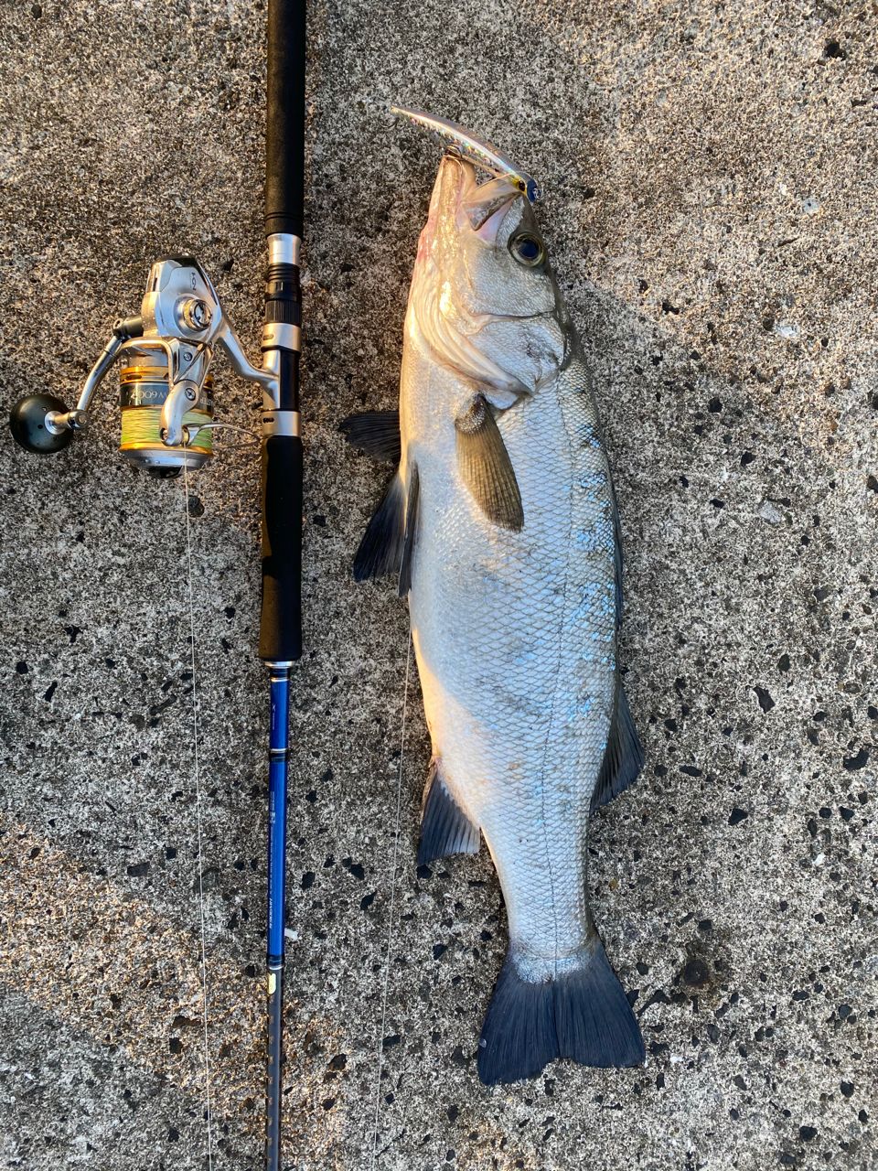 ハネ（ヒラスズキ）