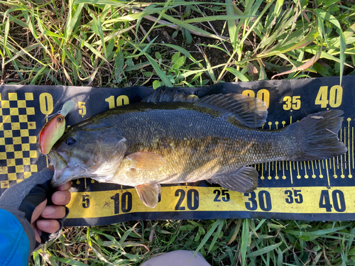 スモールマウスバスの釣果