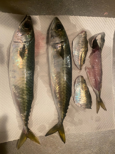 サバの釣果