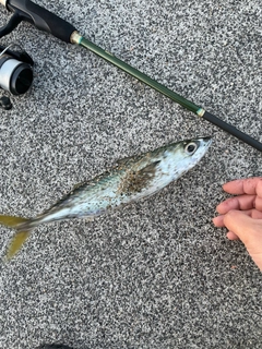 サバの釣果