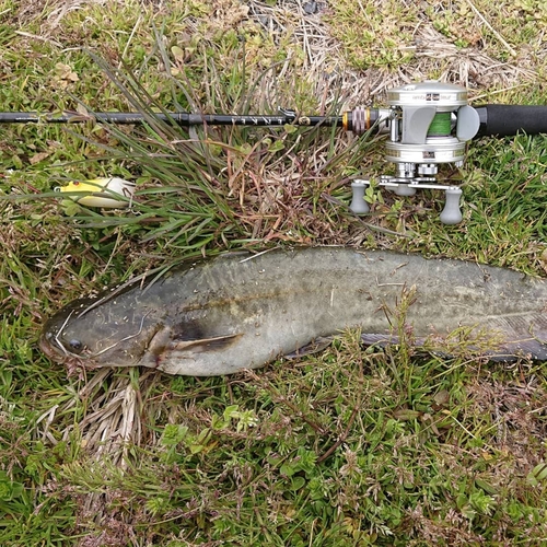 ナマズの釣果