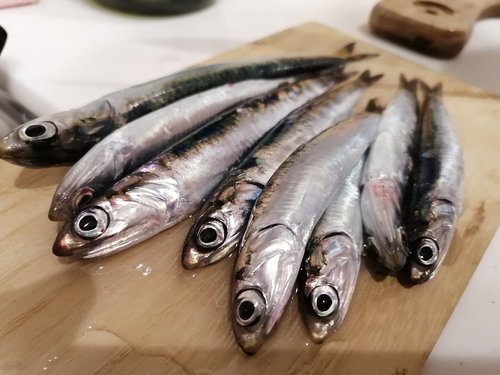 イワシの釣果