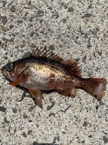 メバルの釣果