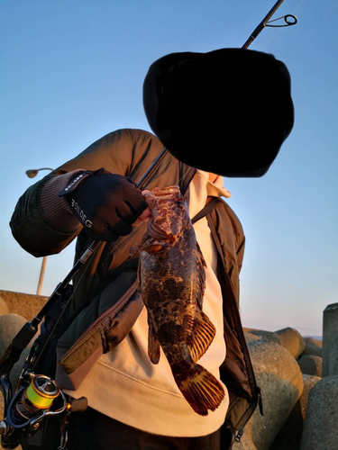 タケノコメバルの釣果