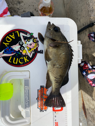 タケノコメバルの釣果