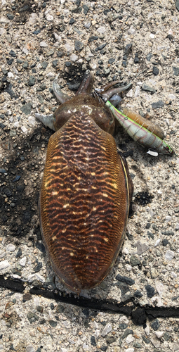 コウイカの釣果