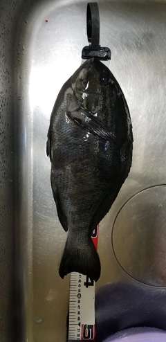 クチブトグレの釣果