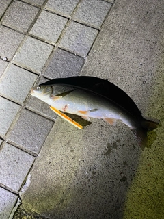 マルタウグイの釣果