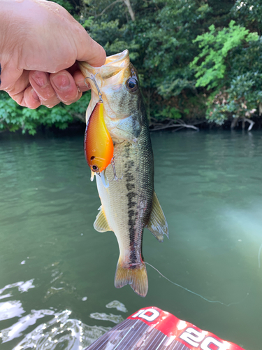 ラージマウスバスの釣果