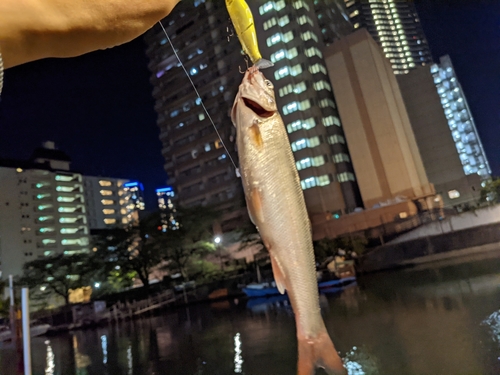 ウグイの釣果