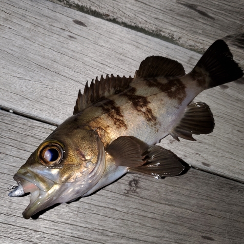 メバルの釣果