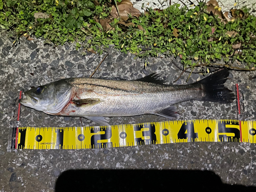 シーバスの釣果