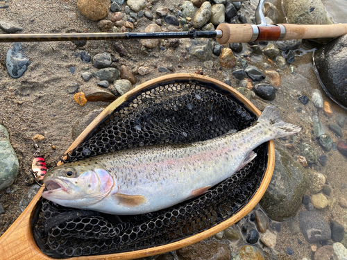 ニジマスの釣果