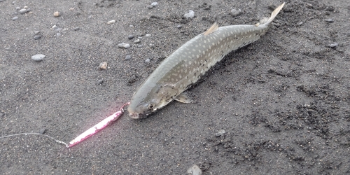 アメマスの釣果