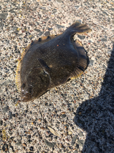 カレイの釣果