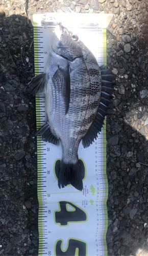 クロダイの釣果