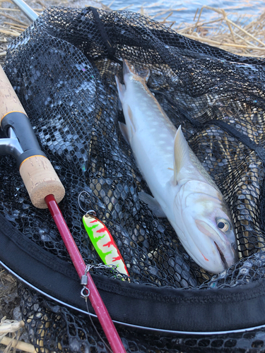 アメマスの釣果