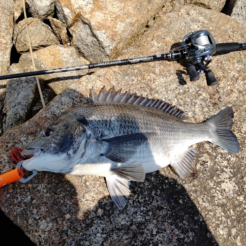 チヌの釣果