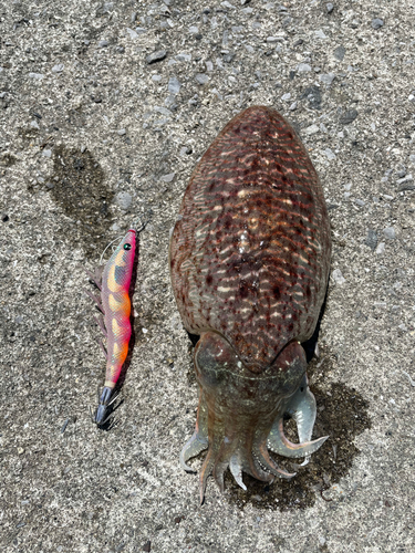 コウイカの釣果