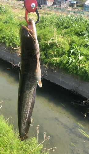 マナマズの釣果