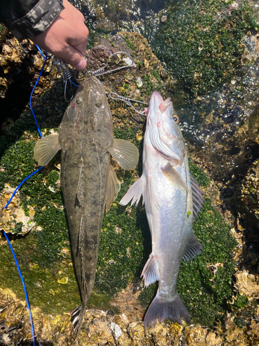 マゴチの釣果