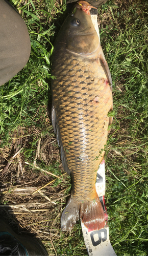 コイの釣果