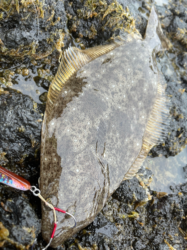 ヒラメの釣果