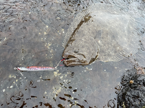 ヒラメの釣果