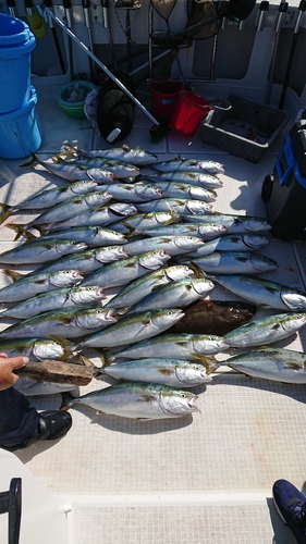 ハマチの釣果