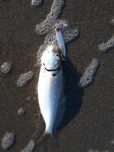 コノシロの釣果