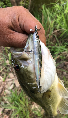 ブラックバスの釣果