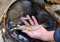 イワナの釣果