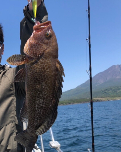 オオモンハタの釣果