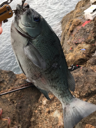 クチブトグレの釣果