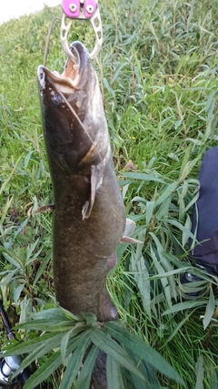 ナマズの釣果