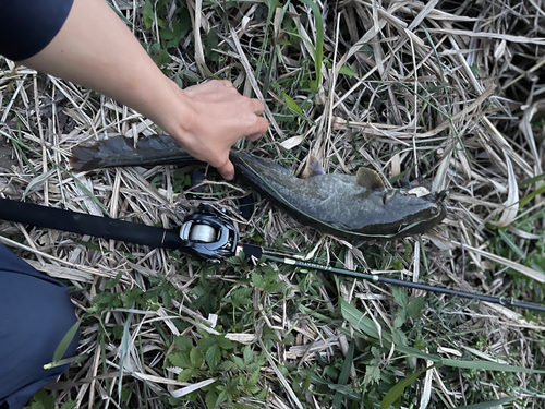 ナマズの釣果