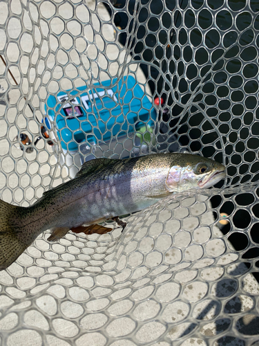 レインボートラウトの釣果