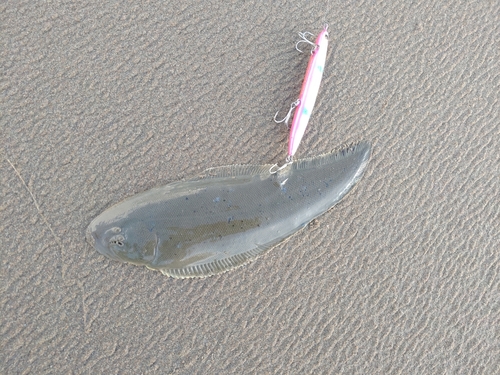 シタビラメの釣果