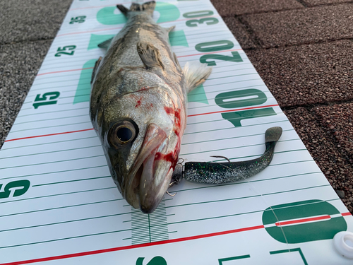 シーバスの釣果