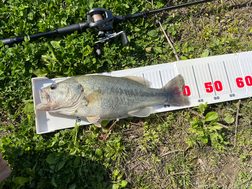 ブラックバスの釣果