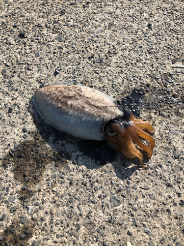 コウイカの釣果