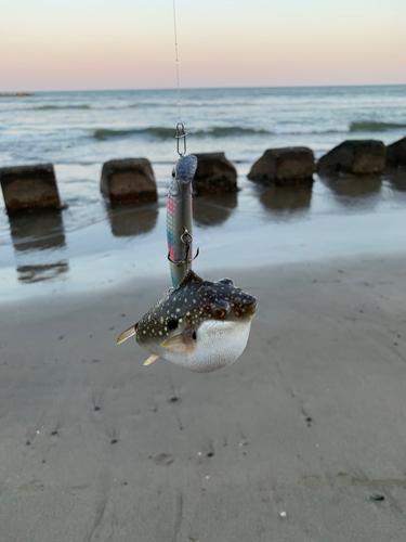 フグの釣果