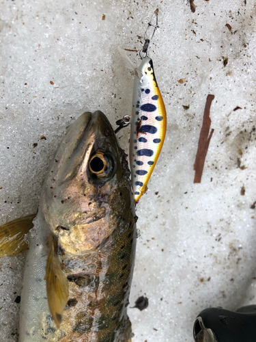 ヤマメの釣果