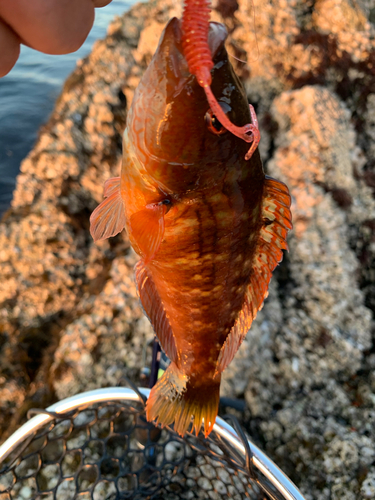 ハゼの釣果