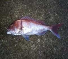 マダイの釣果