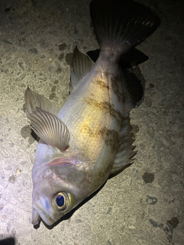 メバルの釣果