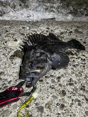 クロソイの釣果